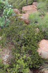 Diospyros scabrida cordata