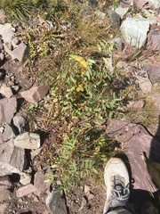 Hedysarum occidentale