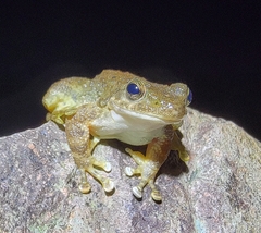 Amolops wuyiensis