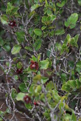 Diospyros scabrida cordata