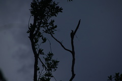 Melanerpes pygmaeus
