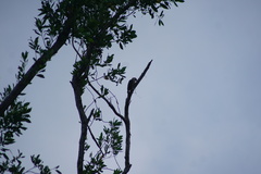 Melanerpes pygmaeus