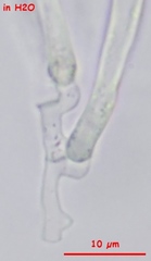 Calycina confluens