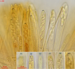 Calycina confluens
