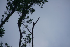 Melanerpes pygmaeus