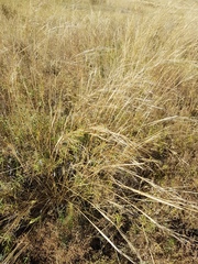 Stipa krylovii
