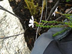 Jamesbrittenia aspalathoides