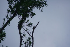 Melanerpes pygmaeus