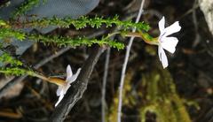 Jamesbrittenia aspalathoides