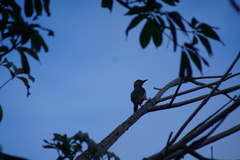 Melanerpes pygmaeus