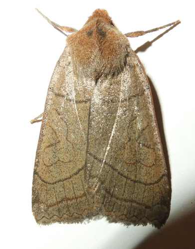 Unsated Sallow photo 5