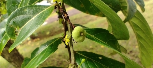 Masame (Glochidion ramiflorum)