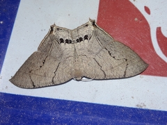 Psamathia placidaria