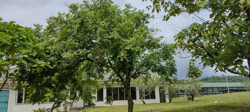 Image of Glochidion ramiflorum by no rights reserved