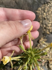 Oenothera oakesiana