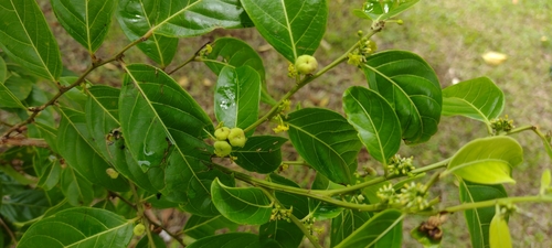 Image of Glochidion ramiflorum by no rights reserved