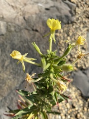 Oenothera oakesiana