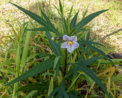 Solanum aviculare