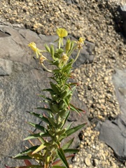 Oenothera oakesiana