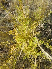 Spiraea aquilegifolia