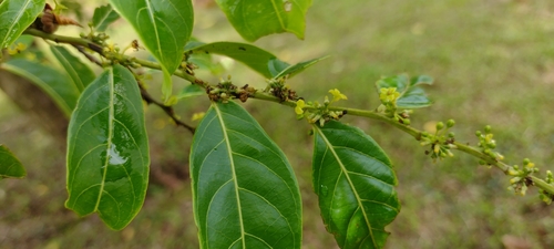 Image of Glochidion ramiflorum by no rights reserved