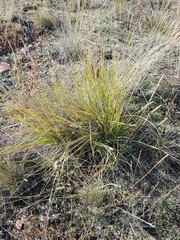 Festuca sibirica