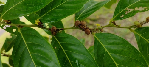 Image of Glochidion ramiflorum by no rights reserved