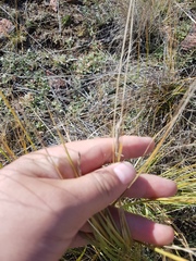 Festuca sibirica