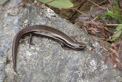 Oligosoma polychroma