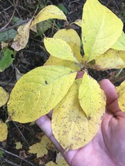 Lonicera involucrata