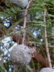 Leptoglossus jacquelinae