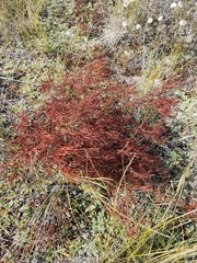 Persicaria angustifolia