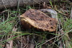 Phlebopus marginatus