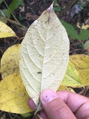 Lonicera involucrata