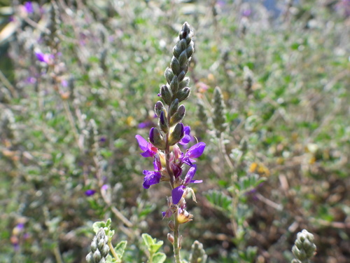 Silver prairie clover (Dalea bicolor)