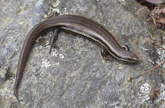 Oligosoma polychroma