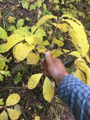 Lonicera involucrata