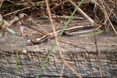 Oligosoma polychroma