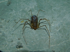 Scytodes longipes
