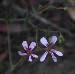Pelargonium patulum patulum