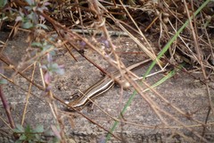 Oligosoma polychroma