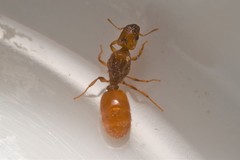 Pheidole lamia