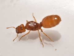 Pheidole lamia