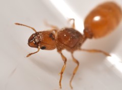 Pheidole lamia