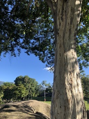 Libidibia ferrea leiostachya