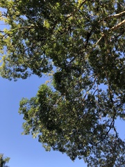 Libidibia ferrea leiostachya