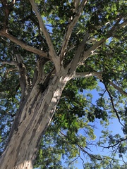 Libidibia ferrea leiostachya