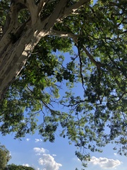 Libidibia ferrea leiostachya