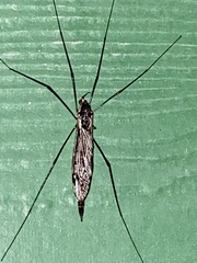 Tipula metacomet