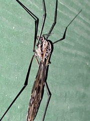 Tipula metacomet